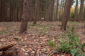 Unser schöner Tannenwald