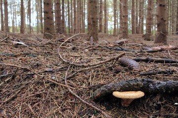 Unser schöner Tannenwald
