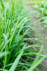 Leek field_3515