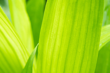 Close up leaves green color and blurred greenery background in nature.Green leaf fresh concept