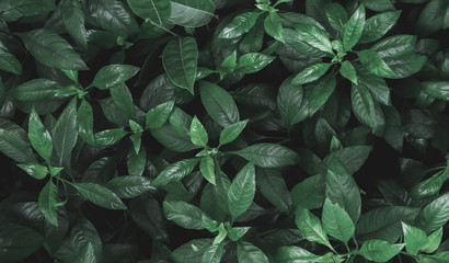 tropical leaves in nature,Dark moody green ,foliage natural background
