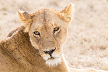Lioness close up. Serengeti National Park, Tanzania, Africa
