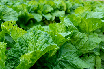 Chinese cabbage field_3513