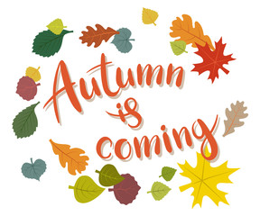 Vector inscription Autumn is coming on white background - 300141250