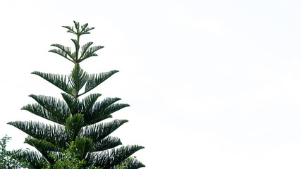 Green pine trees that cut the background off make a white background.