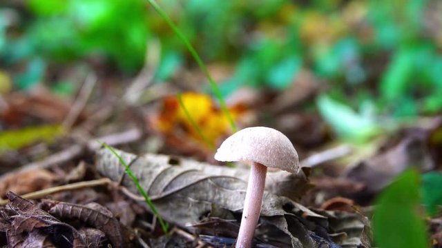 Little inedible white mushroom close-up in the wood.
