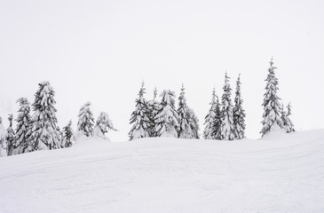 Naklejka premium Trees covered with snow on a mountain slope.