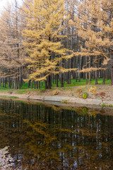 Larch trees with autumn yellow needles on the shore of a pond in an autumn park. Beautiful autumn landscape.