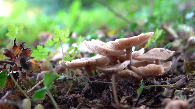 The soil moves from the movement of the worms under group of inedible white mushroom close-up in the wood.