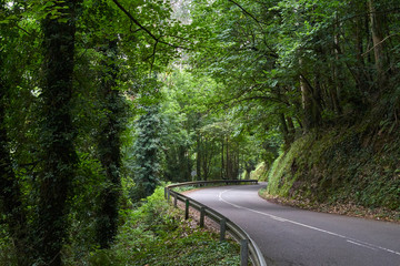 Beautiful landscape grass mountain forest green