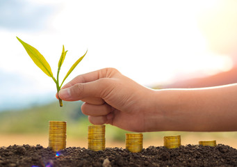 Hand putting plant on coin stack growing graph with green nature background,investment concept.tree growing on coin,Business Finance and Save Money concept