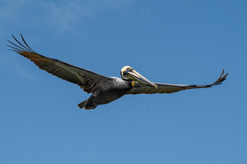 Pelican in flight