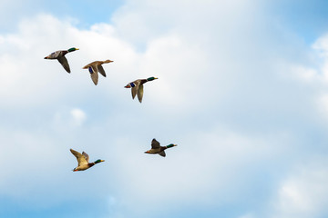 Ducks in plain flight up in the sky making their group formation.