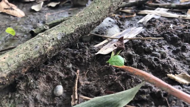 A tiny glimpse of how much life exists on the active ecosystem that exists on the Amazon rainforest jungle floor