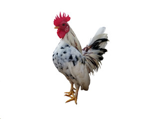 rooster isolated on white background