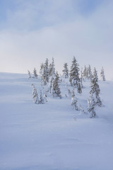 Hillside with snow covered trees.