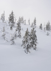 Hillside with snow covered trees.