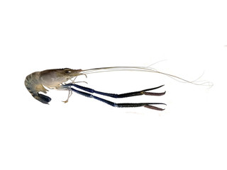  Shrimp isolated on white background