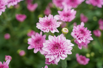Fototapeta premium Orange-yellow chrysanthemum And pink chrysanthemum in the garden (Selective focus)