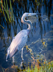 Blue Egret