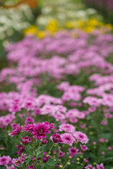 Obraz premium close up Chrysanthemum flower blooming in the garden