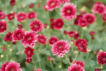 Chrysanthemum flowers blooming in a garden. (selective focus)