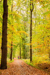 Long and eautiful park trail during autumn season.