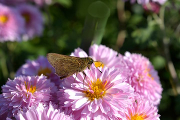花畑の小菊を訪れたチャバネセセリ、セセリチョウ、茶色、花と昆虫イメージ素材