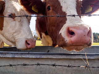 two curious cows at the potions