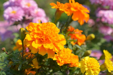 作物のコンパニオンプランツとして植えたマリーゴールド（フレンチ）花盛り、花、畑イメージ素材