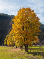 Autumn in the Alps 8