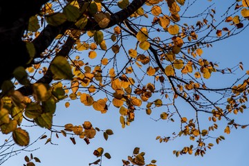 紅葉が始まった公園の木
