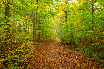 Colorful park trail during autumn season.