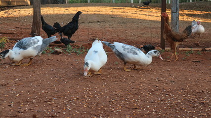 Pictures of several ducks on a farm
