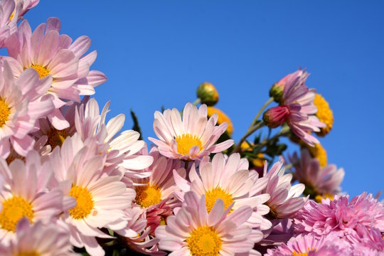 満開の小菊、青空、ピンクの花、秋の花、花畑、花イメージ素材