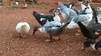 Pictures of several ducks on a farm