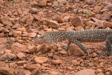 goanna