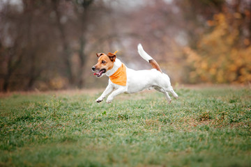 Naklejka na ściany i meble Jack Russell Terrier Running on a Foggy Autumn Morning