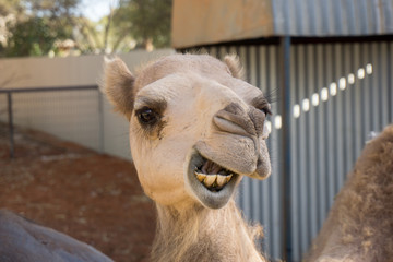 Obraz premium Funny Camel