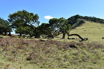 On the way to the hiking at the Fairy forest in Fanal with ancient laurel trees in Madeira, Portugal