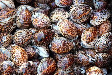 Seashell of cypraea tigris (tiger cowrie) background.
