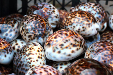Heap of seashell cypraea tigris (tiger cowrie) close up.