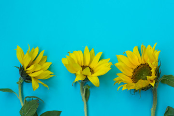 Beautiful sunflowers on a blue background. Bouquets of yellow flowers for the banner. View from...