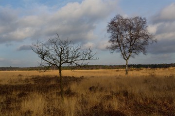 Cartierheide
