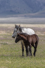 Fototapeta premium Wild Horse Mare and Foal in Spring in Utah
