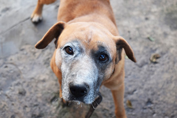 Cheerful It Is Watchdog In Flour Smiles And Looks On Owner