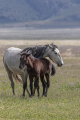 Fototapeta premium Wild Horse Mare and Foal in Spring in Utah