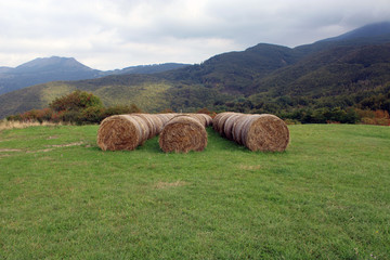 Rotoli di fieno nel prato