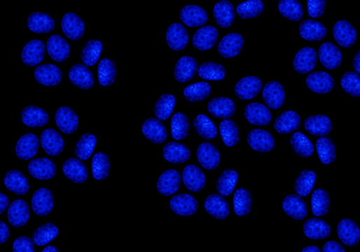 DNA in nuclei of CRISPR edited cells stained with fluorescent blue dye 
