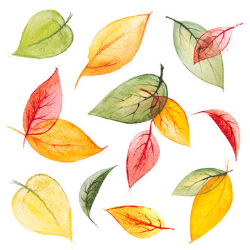 Set of bright orange,yellow,green,red hand drawn watercolor autumn leaves,isolated on the white background for your design